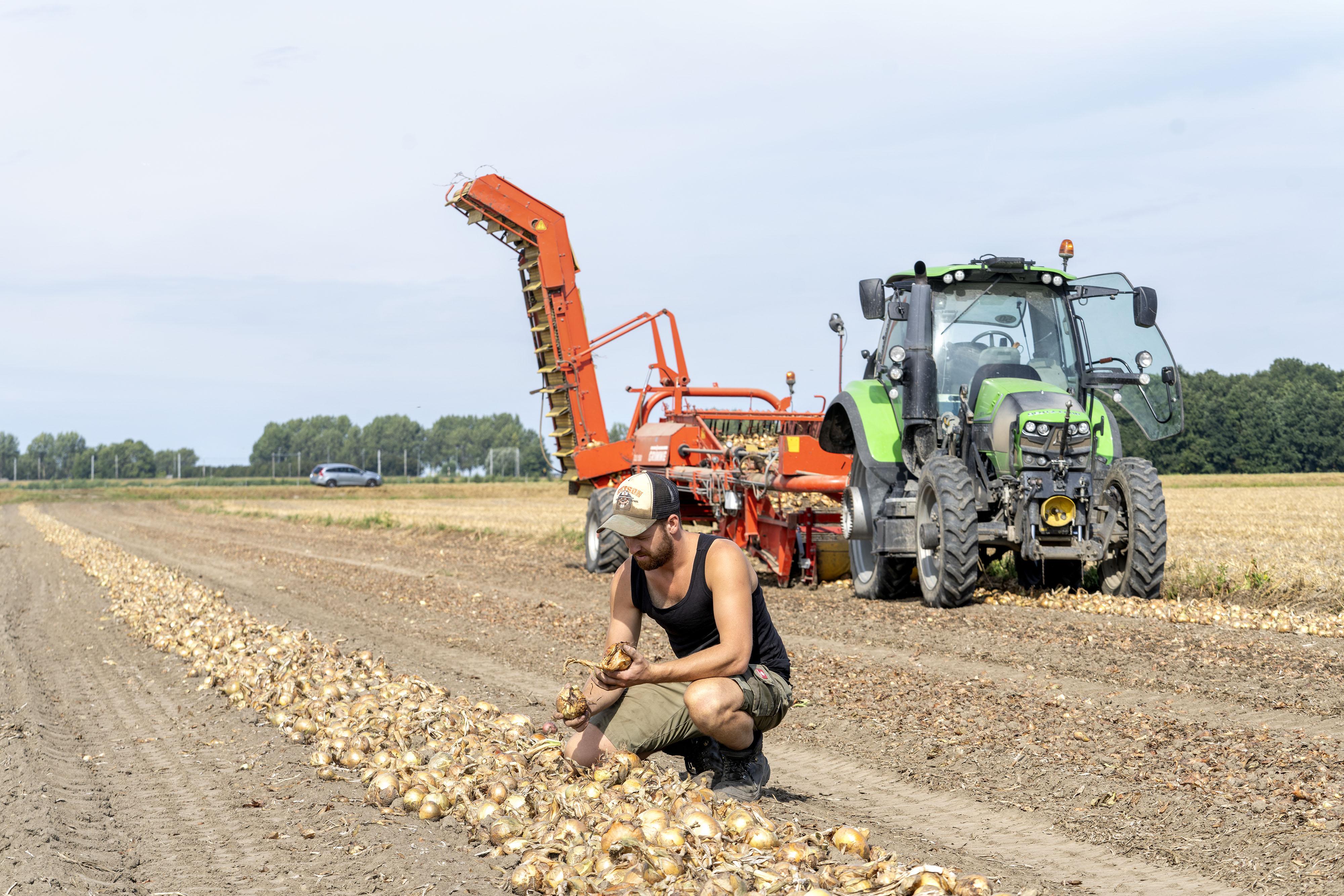Loeren bij de boeren: uien rapen langs de Dr. Heijelaan in Abbenes